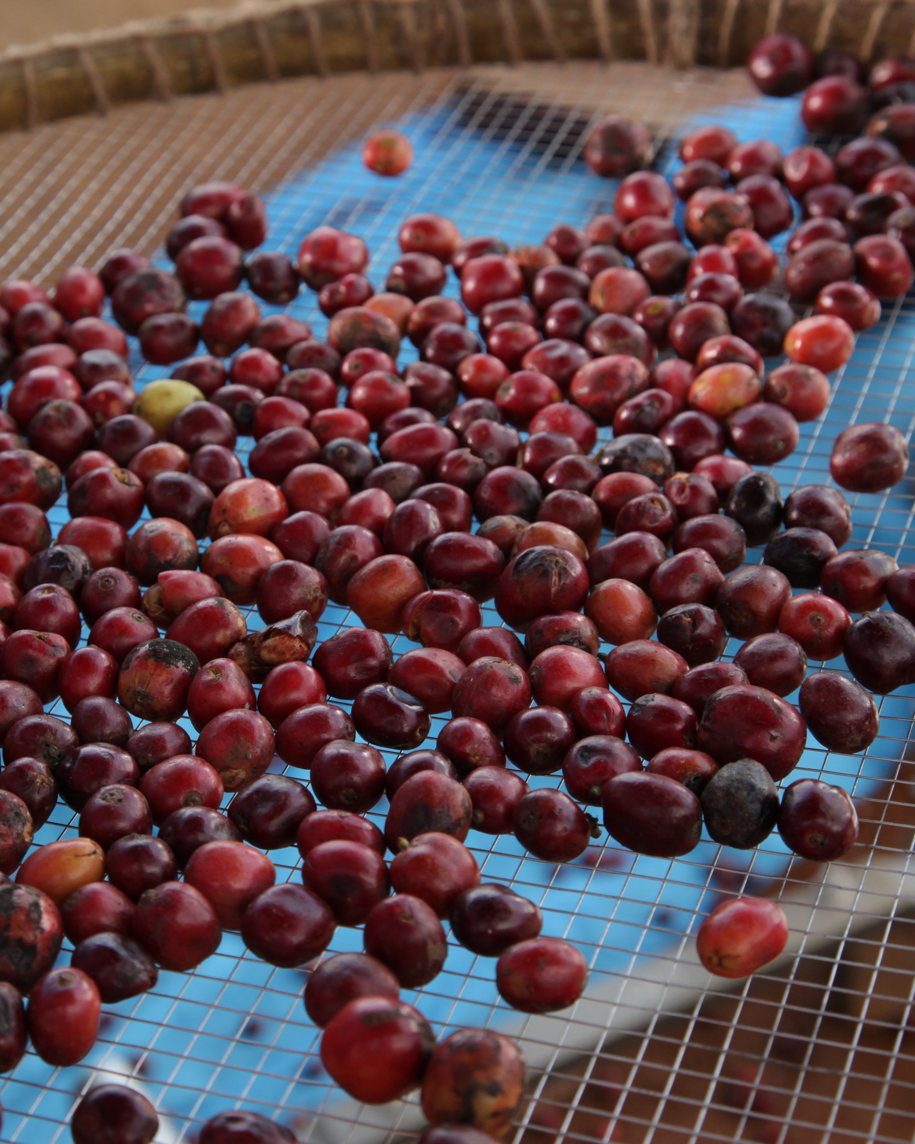 Skirtingos kavos pupelių rūšys