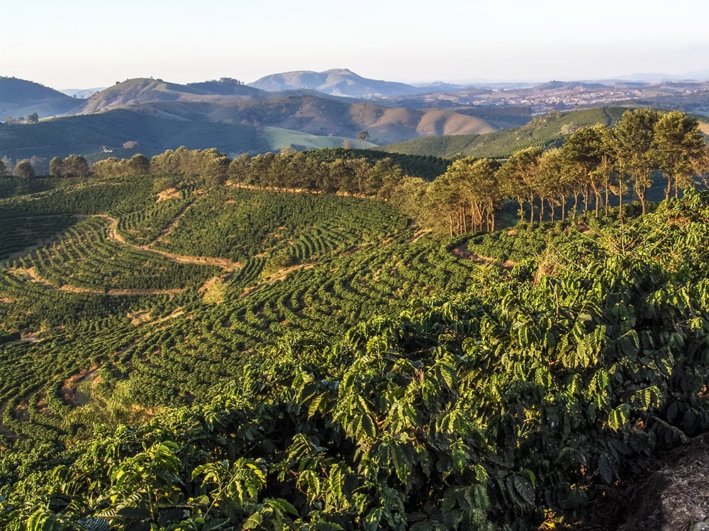 Kavos plantacija Brazilijoje