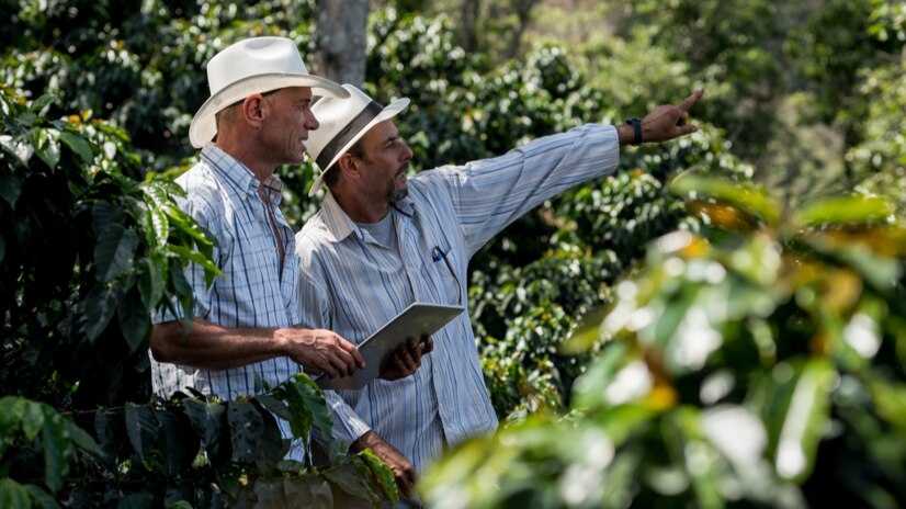 Dolce Gusto kavos plantacijose dirbantys du darbininkai