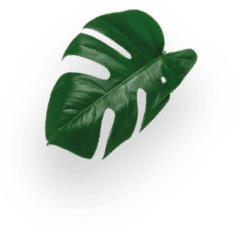 Genio S decoration Image